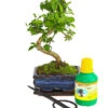 Bonsai Chinesischer Liguster - Ligustrum Sinensis, Anfänger-Set -Gartenbedarf Geschäft 7977069 WE FS 001 GeschenksetBonsaiChinesischerLigusterLigustrumSinensis6JahreDehnerExpressHerzig