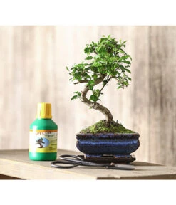 Bonsai Chinesischer Liguster - Ligustrum Sinensis, Anfänger-Set -Gartenbedarf Geschäft 7977069 WE MO 001 GeschenksetBonsaiChinesischerLigusterLigustrumSinensis6JahreDehnerExpressHerzig