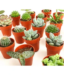 Mini Kakteen- & Sukkulenten-Set, Verschiedene Sorten, 20-teilig -Gartenbedarf Geschäft 7977358 we DE 001 MiniKakteenUndSukkulenten20erMixDehnerExpressHerzig