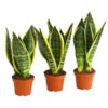 Bogenhanf - Sansevieria Trifasciata, 3er-Set -Gartenbedarf Geschäft 7977713 PR FS 001 SansevieriaTrifasciataBogenhanf3erMixT9StreckeDehnerExpressHerzig