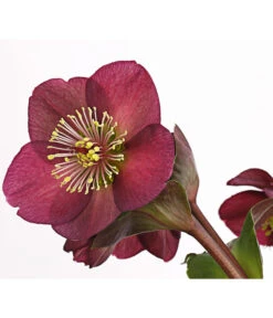 Schneerose 'Ice N' Roses® Red' - Helleborus Gold Collection® 11 Schneerose 'Ice N' Roses® Red' - Helleborus Gold Collection® -Gartenbedarf Geschäft 8010969 WE DE 001 HelleborusWeinrotDehnerExpressHerzig