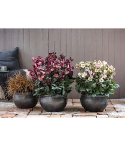 Schneerose 'Ice N' Roses® Red' - Helleborus Gold Collection® 10 Schneerose 'Ice N' Roses® Red' - Helleborus Gold Collection® -Gartenbedarf Geschäft 8028011 8010969 8044331 WE MO 001 HelleborusLenzroseChristroseBL17