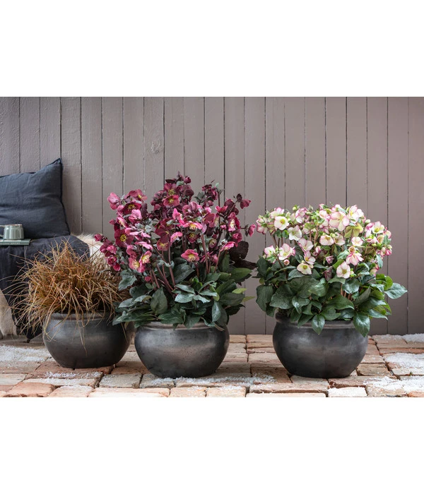 Schneerose 'Ice N' Roses® Red' - Helleborus Gold Collection® 6 Schneerose 'Ice N' Roses® Red' - Helleborus Gold Collection® – Bild 4