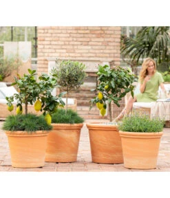 Spang Terrakotta-Topf Toscana, Rund 10 Spang Terrakotta-Topf Toscana, Rund -Gartenbedarf Geschäft 8037780 7120942 8092108 3697612 WE MO 001 SpaetsommerTerrasseCitrusOliveLavandulaFestuca