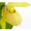 Freiland-Frauenschuh 2 Freiland-Frauenschuh -Gartenbedarf Geschäft 8050015 PR DE 001 FrauenschuhGelbeSortenCypripediumGelbT12DehnerExpressZS