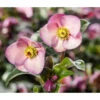 Schneerose 'Ice 'n' Roses® Early Rose' - Helleborus Gold Collection® 1 Schneerose 'Ice 'n' Roses® Early Rose' - Helleborus Gold Collection® -Gartenbedarf Geschäft 8096093 WE MO 002 SchneeroseHelleborusEarlyRose
