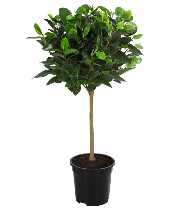 Australischer Feigenbaum 'Australis' 3 Australischer Feigenbaum 'Australis'