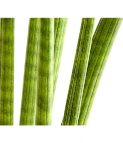 Bogenhanf - Sansevieria Cylindrica 'Straight' -Gartenbedarf Geschäft 8241127 PR DE 001 SansevieriaCylindricaBogenhanfT17DehnerExpressHerzig