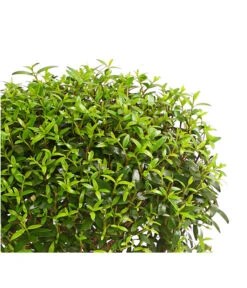 Brautmyrte, Stämmchen -Gartenbedarf Geschäft 8244626 PR WE 001 MyrtusStammDehnerExpressHerzig