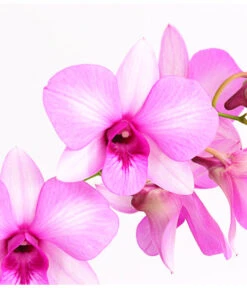 Dendrobium - Dendrobium Cultivaris, Verschiedene Sorten -Gartenbedarf Geschäft 8250771 WE DE 002 DendrobiumSonderfarbenT12DehnerExpressHerzig