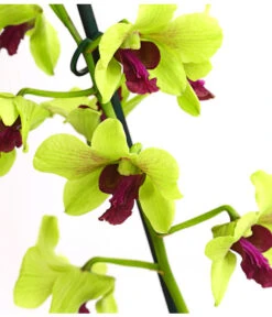 Dendrobium - Dendrobium Cultivaris, Verschiedene Sorten -Gartenbedarf Geschäft 8250771 WE DE 003 DendrobiumSonderfarbenT12DehnerExpressHerzig