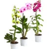 Dendrobium - Dendrobium Cultivaris, Verschiedene Sorten -Gartenbedarf Geschäft 8250771 WE FS 001 DendrobiumSonderfarbenT12DehnerExpressHerzig