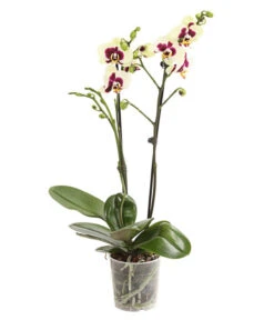 Schmetterlingsorchidee - Phalaenopsis Cultivars, Sonderfarben -Gartenbedarf Geschäft 8253213 WE FS 001 SchmetterlingsorchideePhalaneopsisPanda2TrieberT12DehnerExpressHerzig