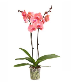 Schmetterlingsorchidee - Phalaenopsis Cultivars, Sonderfarben -Gartenbedarf Geschäft 8254708 WE FS 001 OWSchmetterlingsorchideePhalaenopsisDutchDivaT12DehnerExpressHerzig