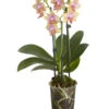Duft-Schmetterlingsorchidee - Phalaenopsis Cultivaris 'Liodoro' -Gartenbedarf Geschäft 8254849 PR FS 001 SchmetterlingsorchideePhalaenopsisDuftLiodoro2TrieberT12DehnerExpressZS