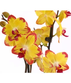 Schmetterlingsorchidee - Phalaenopsis Cultivars, Sonderfarben -Gartenbedarf Geschäft 8256943 WE DE 001 SchmetterlingsorchideePhalaenopsisBeeStingT12PremiumDehnerExpressHerzig