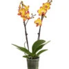 Schmetterlingsorchidee - Phalaenopsis Cultivars, Sonderfarben -Gartenbedarf Geschäft 8256943 WE FS 001 SchmetterlingsorchideePhalaenopsisBeeStingT12PremiumDehnerExpressHerzig