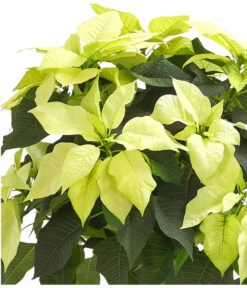 Weihnachtsstern - Euphorbia Pulcherrima, Stämmchen -Gartenbedarf Geschäft 8258899 WE DE 001 PoinsettienStammWeissWeihnachtsstern