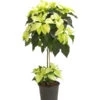 Weihnachtsstern - Euphorbia Pulcherrima, Stämmchen -Gartenbedarf Geschäft 8258899 we FS 001 PoinsettienStammWeissWeihnachtsstern