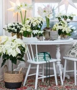 Weihnachtsstern - Euphorbia Pulcherrima, Stämmchen -Gartenbedarf Geschäft 8260267 WE MO 001 WeihnachtsblueherEuphorbiaPulcherrima