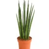 Bogenhanf - Sansevieria Cylindrica 'Mikado' -Gartenbedarf Geschäft 8268799 WE FS 001 BogenhanfSansevierieSansevieriaMikadoT12DehnerExpressHerzig