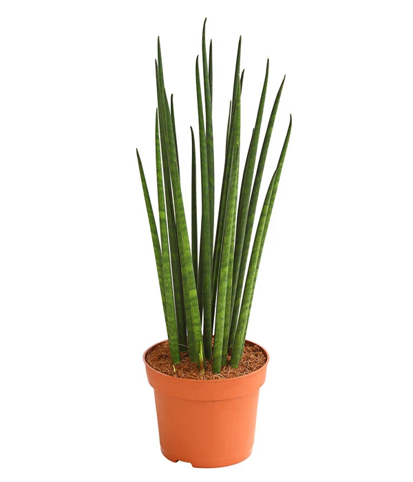 Bogenhanf - Sansevieria Cylindrica 'Mikado' 3 Bogenhanf - Sansevieria Cylindrica 'Mikado'