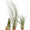 XXL Tillandsien-Set - Tillandsia Hybride, 3-teilig -Gartenbedarf Geschäft 8270324 WE FS 001 TillandsienXXL3erSetDehnerExpressHerzig1