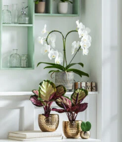 Dehner Beton-Übertopf Nola, Rund, Grau-kupfer -Gartenbedarf Geschäft 8280505 WE MO 001 PhalaenopsisHerzT12