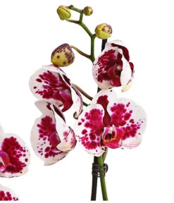 Schmetterlingsorchidee - Phalaenopsis Cultivars, Sonderfarben -Gartenbedarf Geschäft 8283269 WE DE 002 SchmetterlingsorchideePhalaenopsisSparklingMoments2TrieberT12DehnerExpressHerzig
