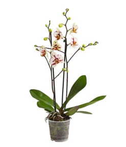 Schmetterlingsorchidee - Phalaenopsis Cultivars, Sonderfarben -Gartenbedarf Geschäft 8283400 WE FS 001 SchmetterlingsorchideePhalaenopsisGoodTimes2TrieberPremiumDehnerExpressHerzig