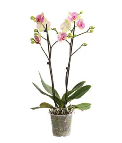 Schmetterlingsorchidee - Phalaenopsis Cultivars, Sonderfarben -Gartenbedarf Geschäft 8283475 WE FS 001 SchmetterlingsorchideePhalaenopsisMarshmellow2TrT12DehnerExpressHerzig