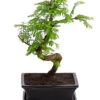 Outdoor-Bonsai Urweltmammutbaum - Metasequoia Glyptostroboides -Gartenbedarf Geschäft 8286205 PR FS 001 UrweltmammutbaumMetasequoiaT20DehnerExpressHerzig