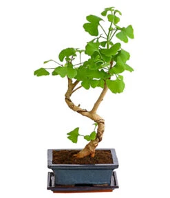 Outdoor-Bonsai Ginkgobaum - Ginkgo Biloba