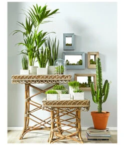 Bogenhanf - Sansevieria Cylindrica 'Mikado' 10 Bogenhanf - Sansevieria Cylindrica 'Mikado' -Gartenbedarf Geschäft 8297434 PR MO 002 KakteenSukkulentenBild1BL14 8268799 8241077 8267692 8679631 8673881 8239691 8739039