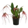 Orchidee - Bulbophyllum 'Elizabeth Ann' 2 Orchidee - Bulbophyllum 'Elizabeth Ann' -Gartenbedarf Geschäft 8506230 WE FS 001 BulbophyllumT12