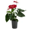 Flamingoblume - Anthurium Andreanum, Hydrokultur -Gartenbedarf Geschäft 8536237 WE FS 001 AnthuriumAndreanumRotAnthurieHydroT15