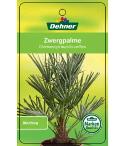 Blaue Zwergpalme 8 Blaue Zwergpalme -Gartenbedarf Geschäft 8584401 Chamaeropshumiliscerifera 15112016 1