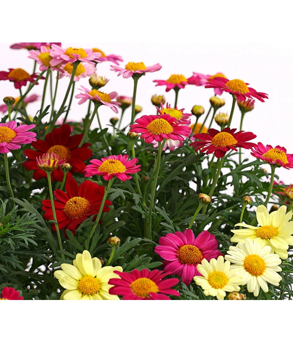 Margeriten-Trio 4 Margeriten-Trio – Bild 2