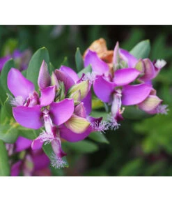 Kreuzblume, Stämmchen -Gartenbedarf Geschäft 8590994 PR DE 001 PolygalaMyrtifoliaKreuzblumePixabay