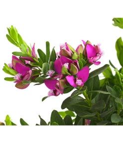 Kreuzblume, Stämmchen -Gartenbedarf Geschäft 8590994 WE DE 001 KreuzbluemchenPolygalaStammLilaT17DehnerExpressHerzig