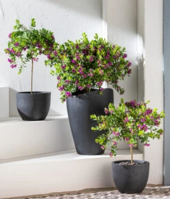 Kreuzblume, Stämmchen -Gartenbedarf Geschäft 8590994 WE MO 001 KreuzblumePolygalsStamm