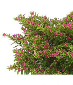 Köcherblümchen, Busch, Verschiedene Farben -Gartenbedarf Geschäft 8594673 WE DE 001 CupheaT17DehnerExpressHerzig