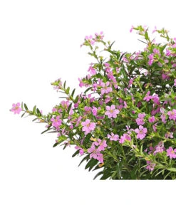 Köcherblümchen, Busch, Verschiedene Farben -Gartenbedarf Geschäft 8594673 WE DE 002 CupheaT17DehnerExpressHerzig