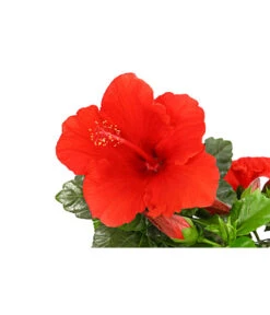 Zimmerhibiskus - Hibiscus Rosa-sinensis, Verschiedene Sorten -Gartenbedarf Geschäft 8595241 PR DE 001 HibiscusMixBuschT17DehnerExpressHerzig