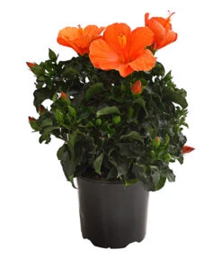 Zimmerhibiskus - Hibiscus Rosa-sinensis, Verschiedene Sorten -Gartenbedarf Geschäft 8595241 WE FS 001 HibiskusHibiscusBuschT17OWDehnerExpressHerzig