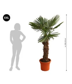 XXL Hanfpalme, Ca. 180-210 Cm -Gartenbedarf Geschäft 8609158 WE BG 001 XXLHanfpalme180210cm