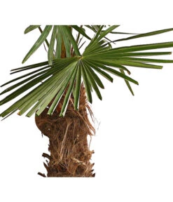XXL Hanfpalme, Ca. 180-210 Cm -Gartenbedarf Geschäft 8609158 WE DE 001 ChinesischeHanfpalmeTrachycarpusFortuneiT50DehnerExpressHerzig