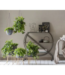 Schamblume - Aeschynanthus Japhrolepis -Gartenbedarf Geschäft 8635377 WE MO 001 AeschynanthusAmpel2021GC15