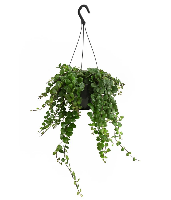 Schamblume - Aeschynanthus 'Pink Polka', Ampel 4 Schamblume - Aeschynanthus 'Pink Polka', Ampel – Bild 2