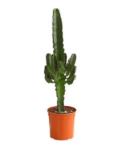 Gartenbedarf Geschäft 18 Abessinische Wolfsmilch - Euphorbia Abyssinica